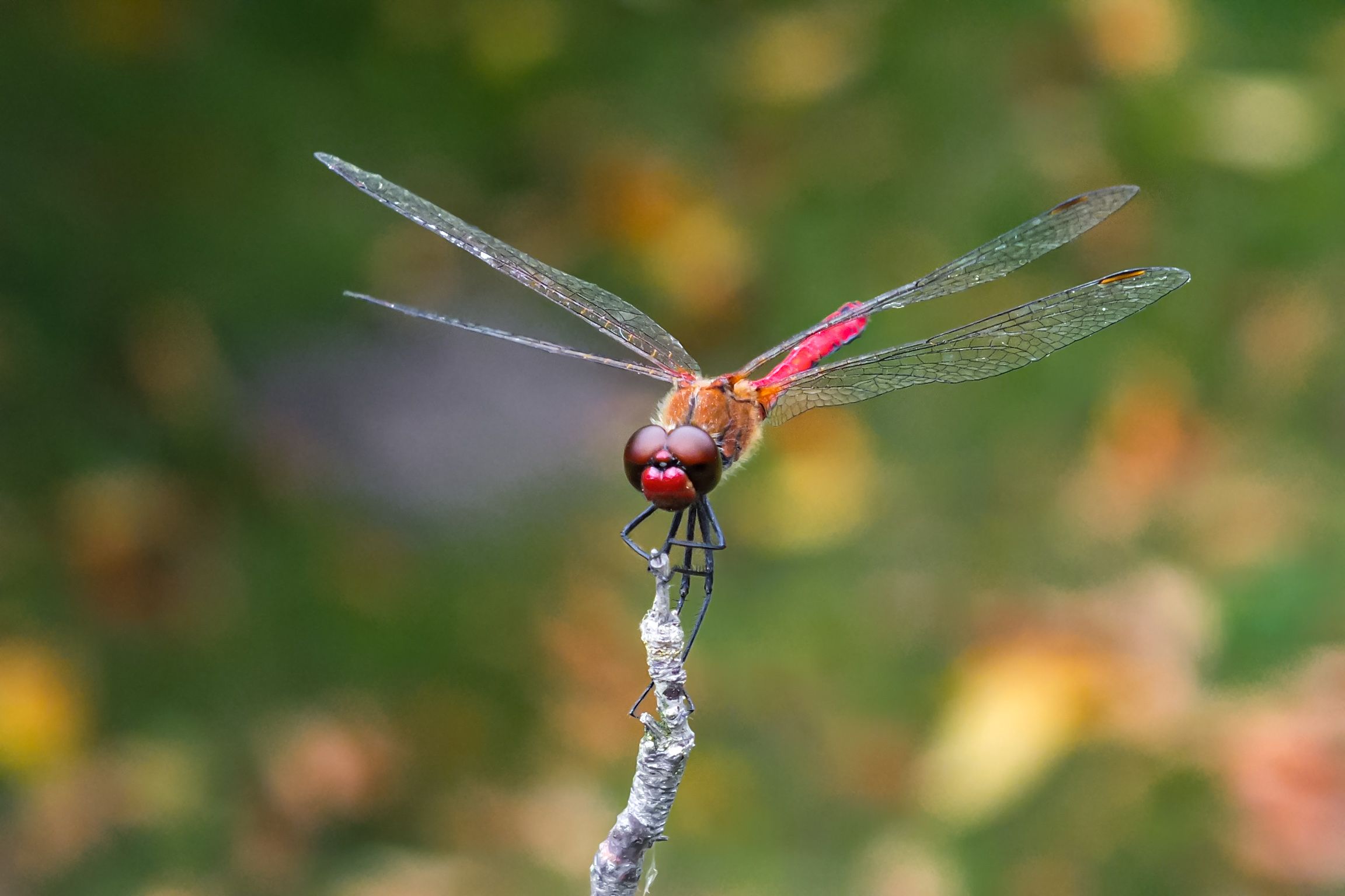 Dragonfly